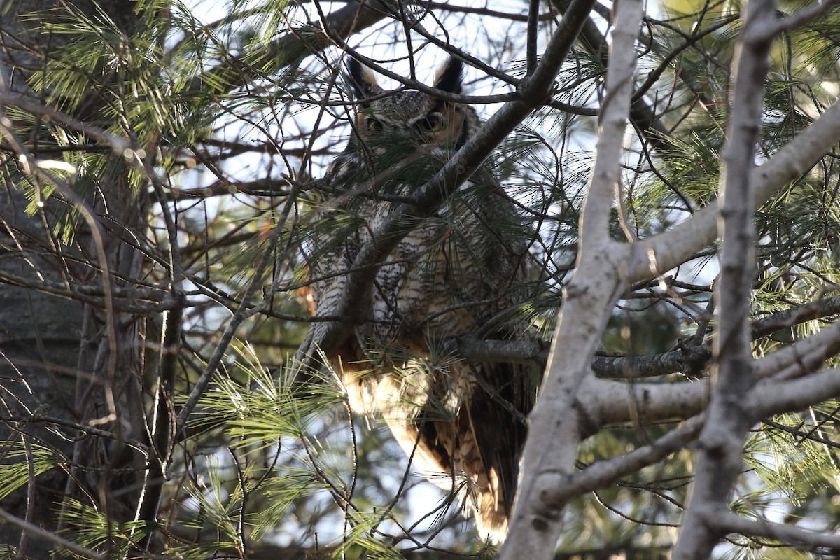 Great Horned Owl - ML627908551