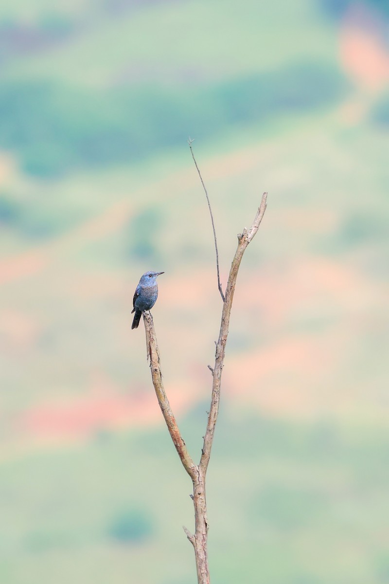 Blue Rock-Thrush - ML627908556