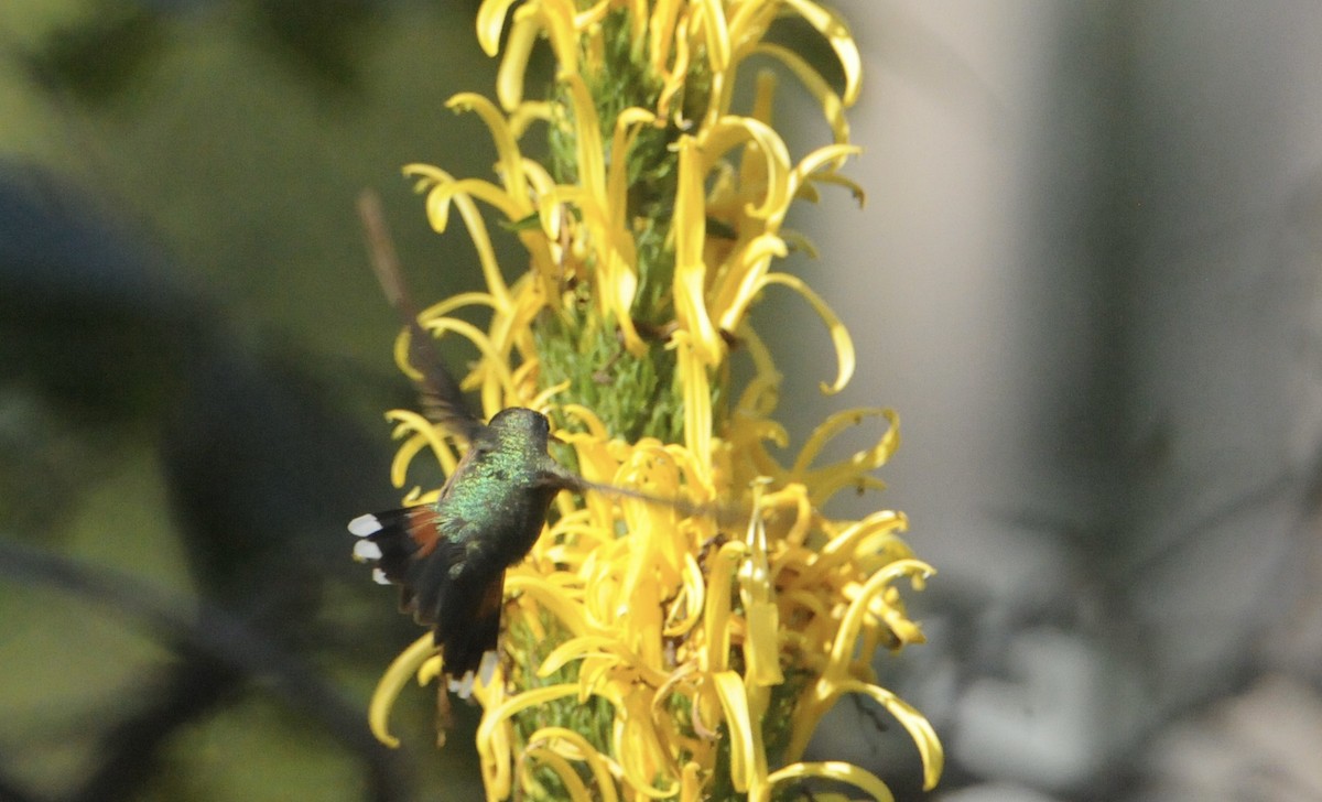 Broad-tailed Hummingbird - ML627908570