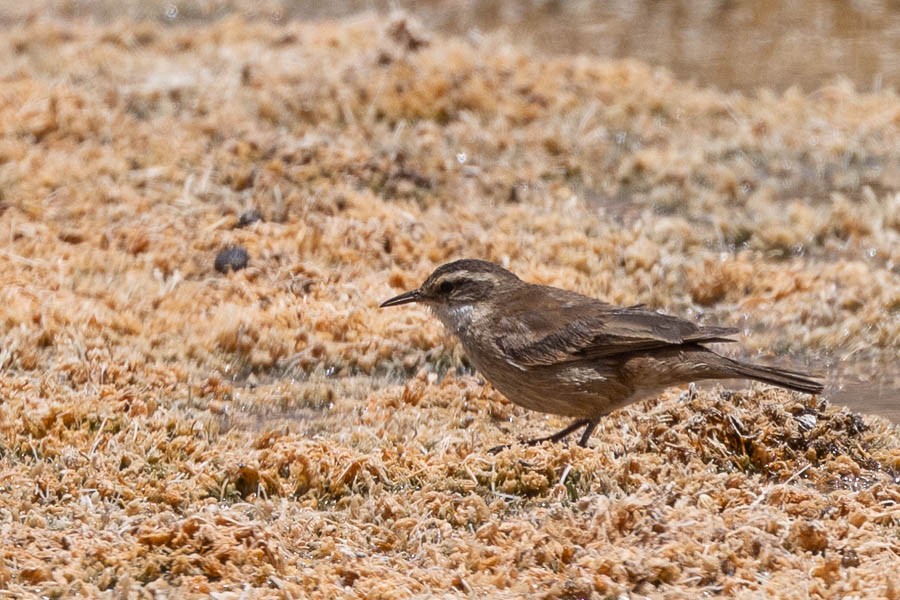 White-winged Cinclodes - ML627908571