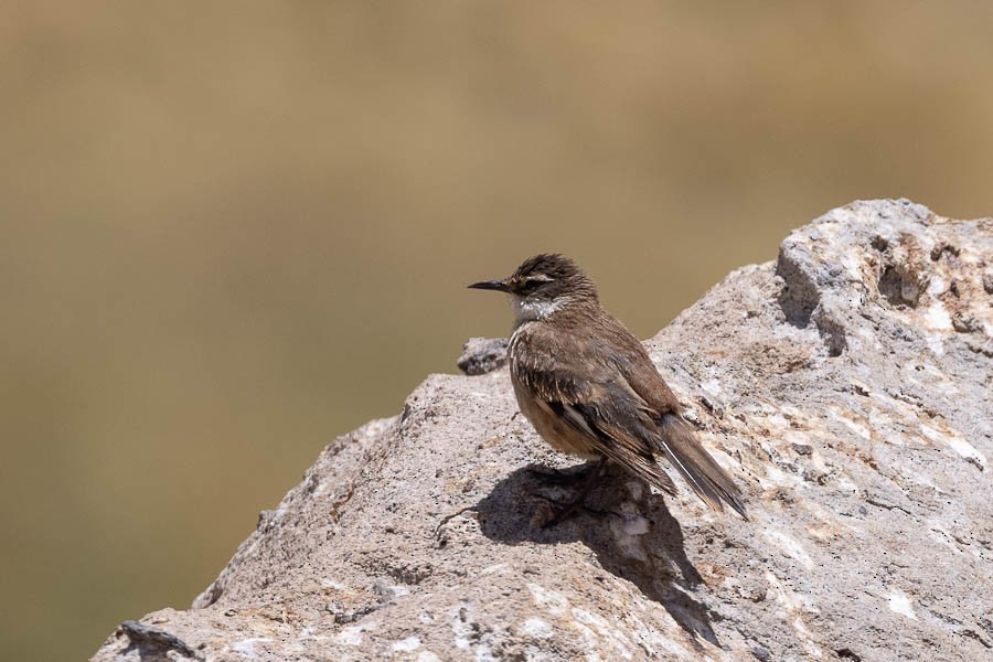 White-winged Cinclodes - ML627908585