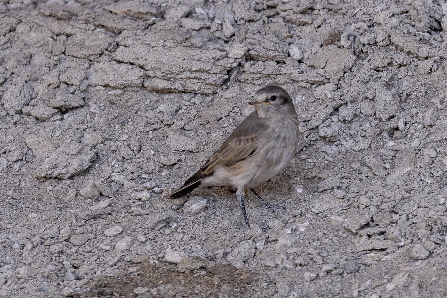 Spot-billed Ground-Tyrant - ML627908599