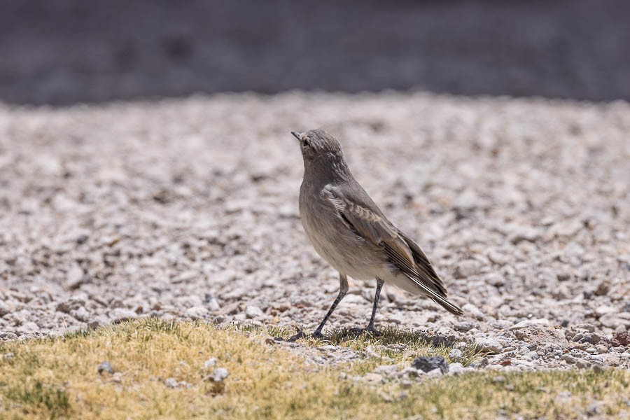 Spot-billed Ground-Tyrant - ML627908600