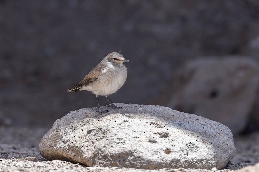 Spot-billed Ground-Tyrant - ML627908601