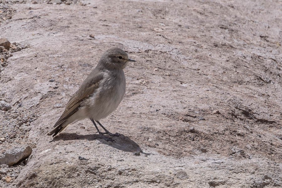 Spot-billed Ground-Tyrant - ML627908602