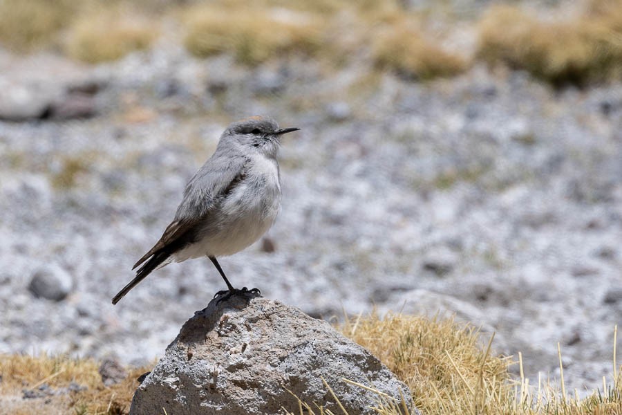 Rufous-naped Ground-Tyrant - ML627908627