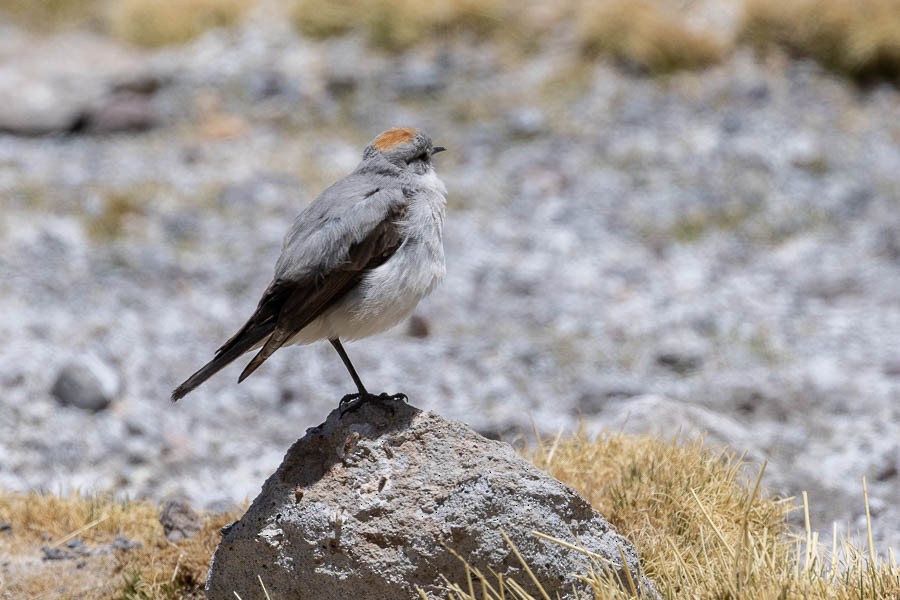 Rufous-naped Ground-Tyrant - ML627908628