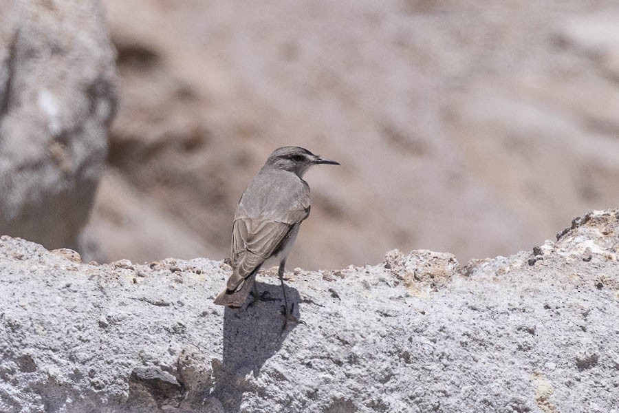 Black-fronted Ground-Tyrant - ML627908635