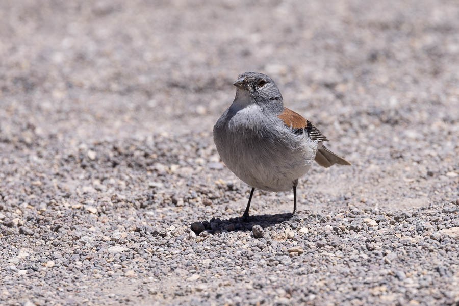 Red-backed Sierra Finch - ML627908646