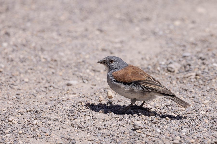 Red-backed Sierra Finch - ML627908648