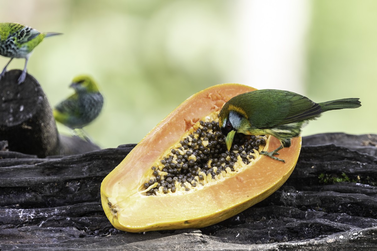 Speckled Tanager - ML627908651