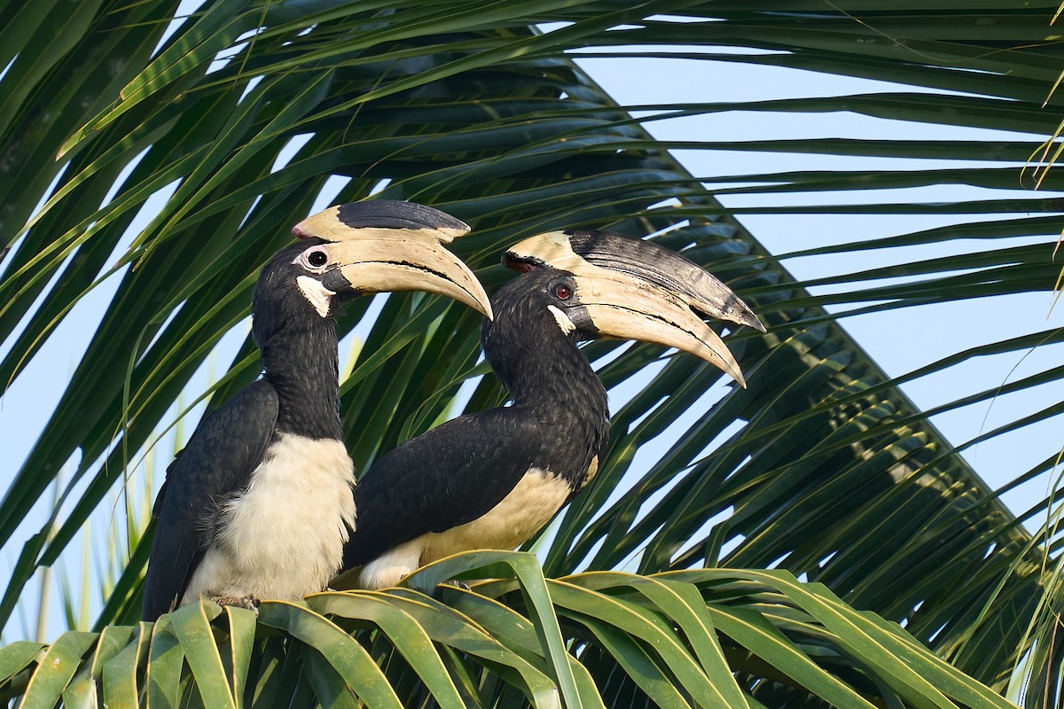 Malabar Pied-Hornbill - ML627908684