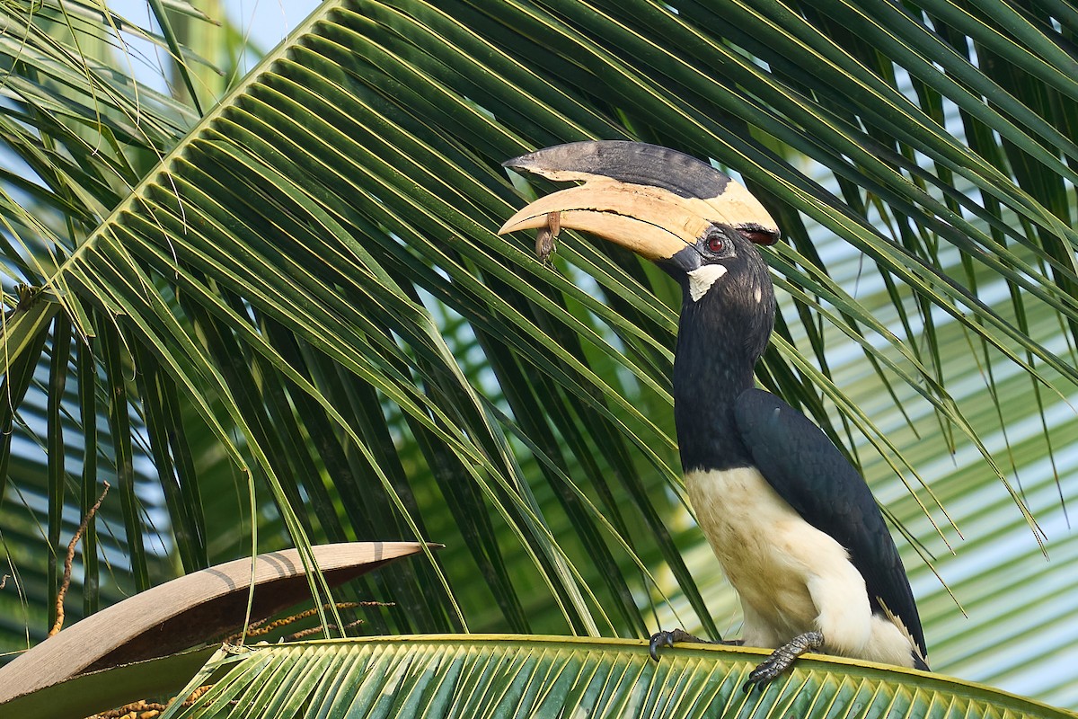 Malabar Pied-Hornbill - ML627908685