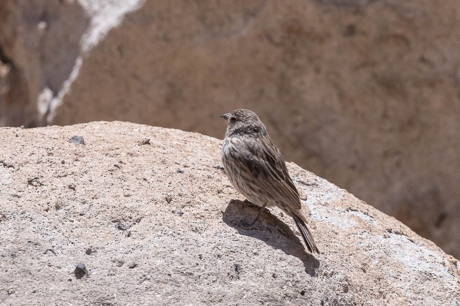 Plumbeous Sierra Finch - ML627908701