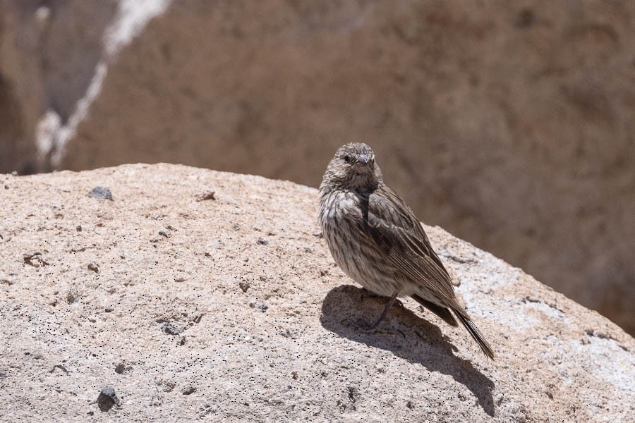 Plumbeous Sierra Finch - ML627908702