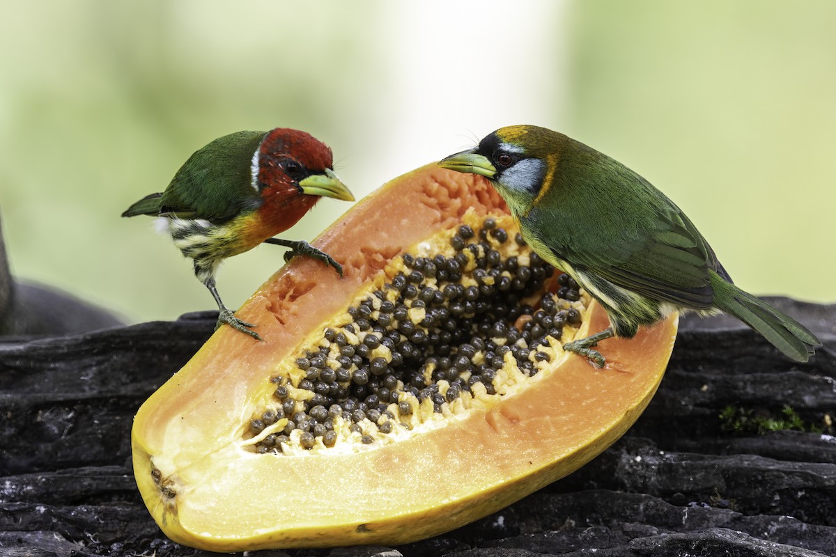 Red-headed Barbet - ML627908710
