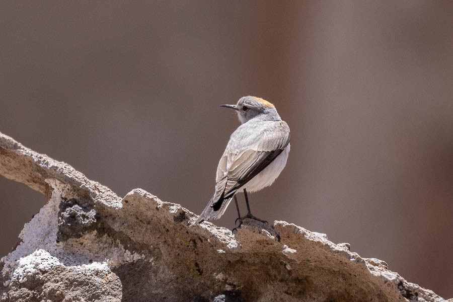 Rufous-naped Ground-Tyrant - ML627908711