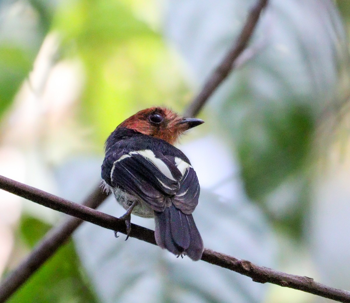 Black-chested Tyrant - ML627908737