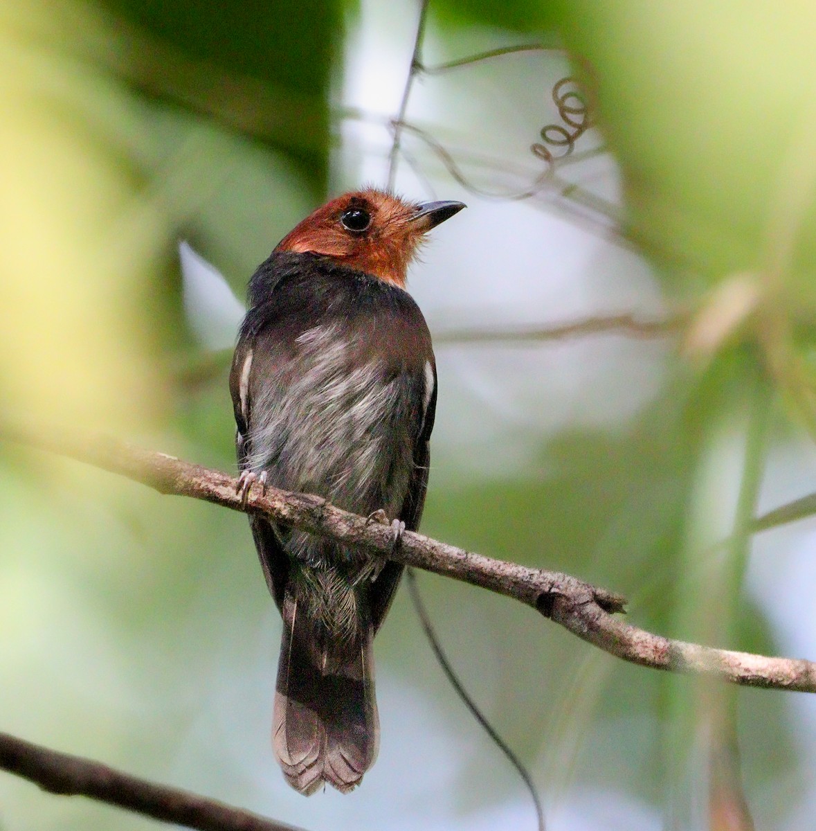 Black-chested Tyrant - ML627908746