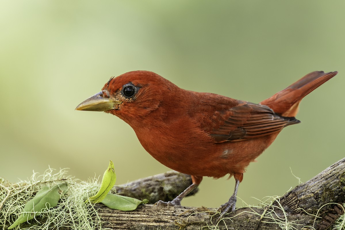 Summer Tanager - ML627908750
