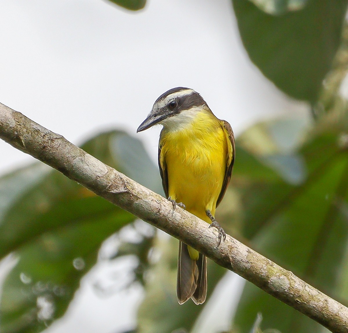 Great Kiskadee - ML627908752