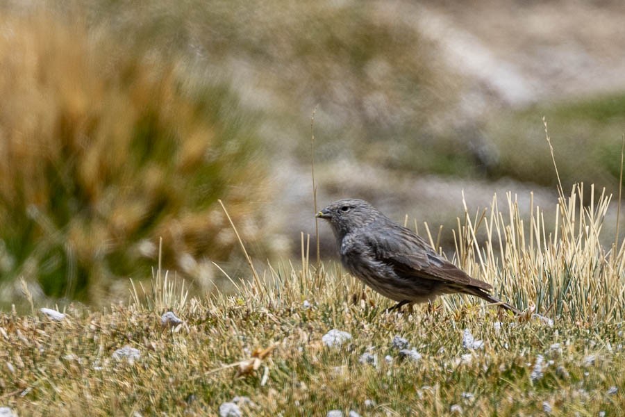 Plumbeous Sierra Finch - ML627908823