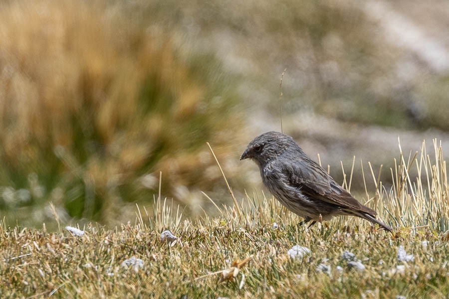 Plumbeous Sierra Finch - ML627908824