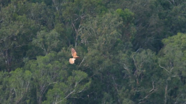 Eurasian Kestrel - ML627908828