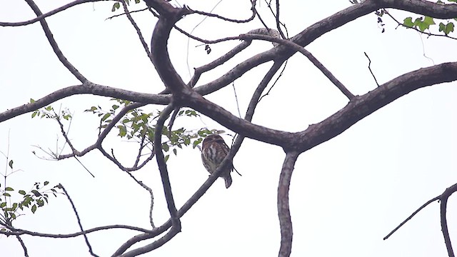 Collared Owlet - ML627908875