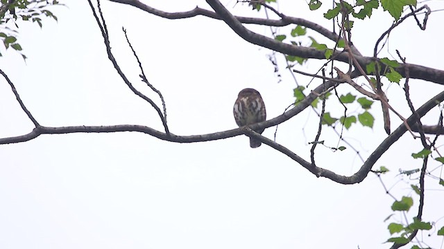 Collared Owlet - ML627908880