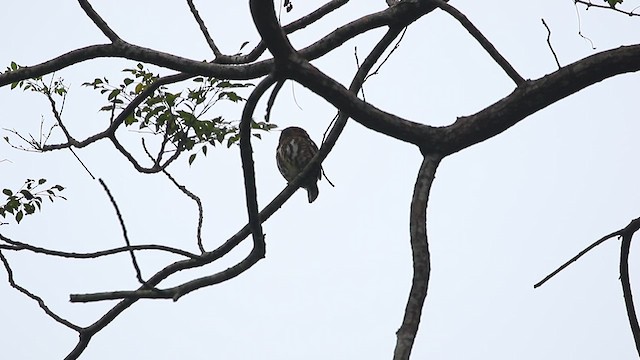 Collared Owlet - ML627908881
