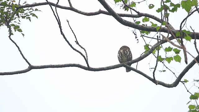Collared Owlet - ML627908882