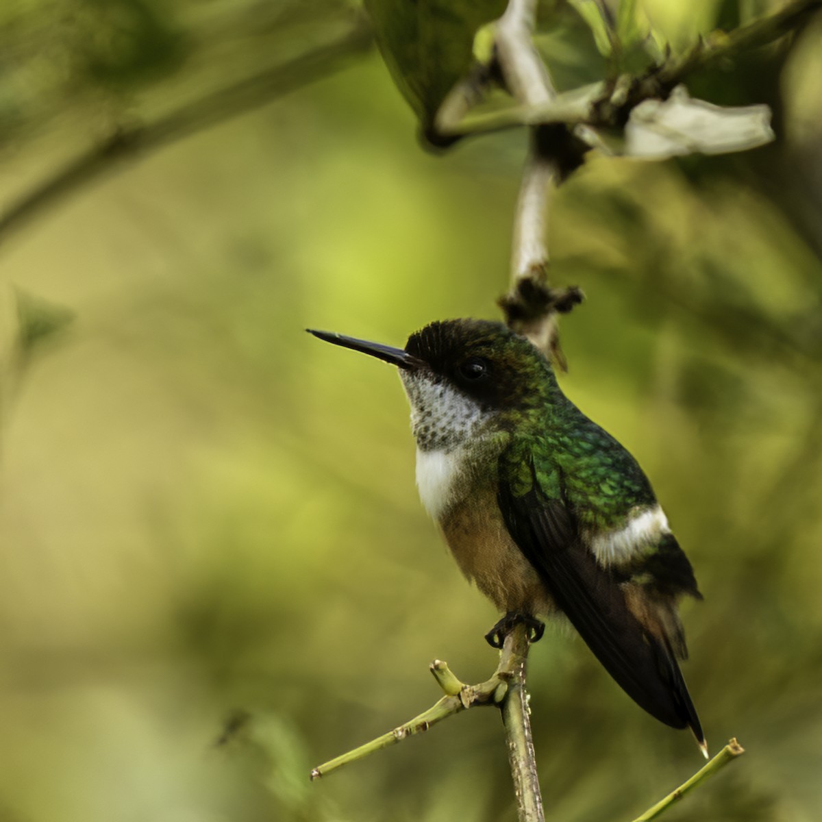 White-crested Coquette - ML627908900