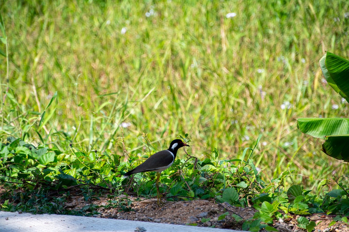 Red-wattled Lapwing - ML627908980