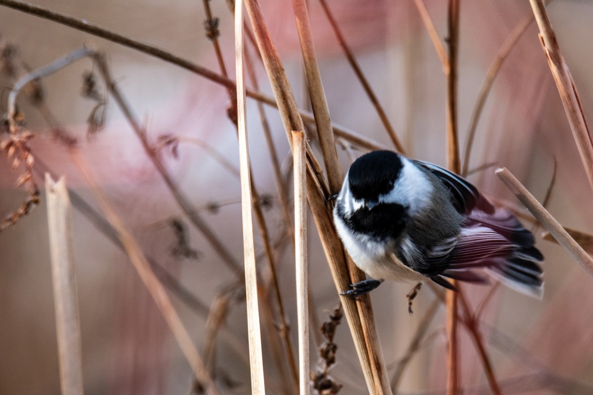 Black-capped Chickadee - ML627909026
