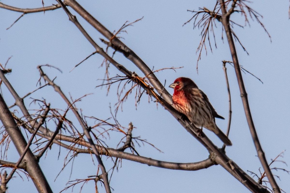 House Finch - ML627909031