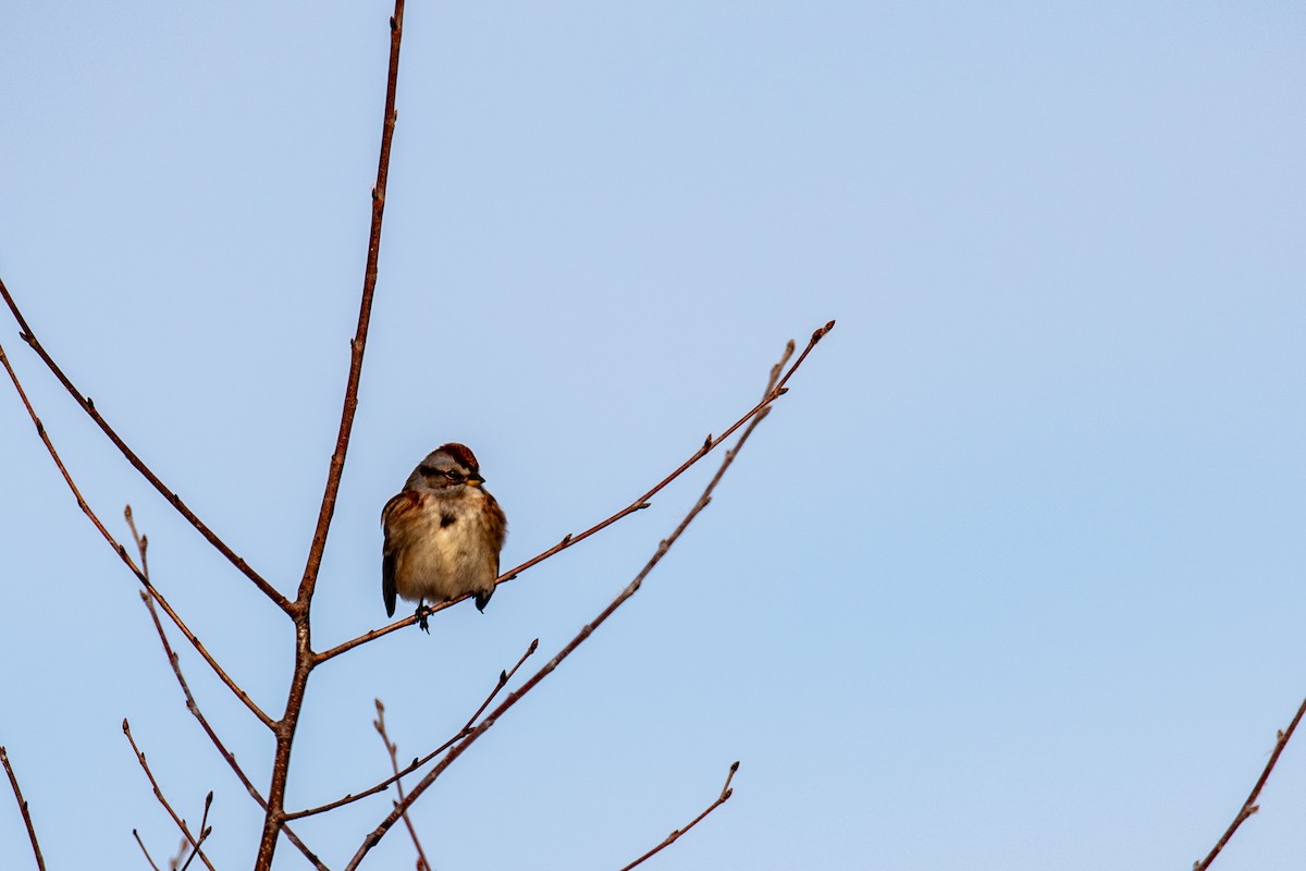 American Tree Sparrow - ML627909035