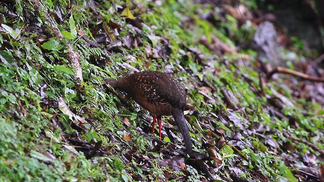 Swinhoe's Pheasant - ML627909036