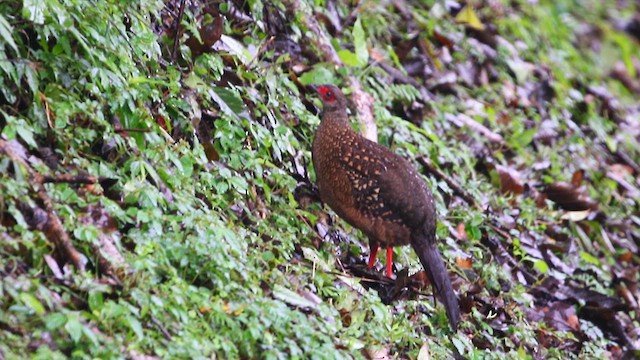 Swinhoe's Pheasant - ML627909037