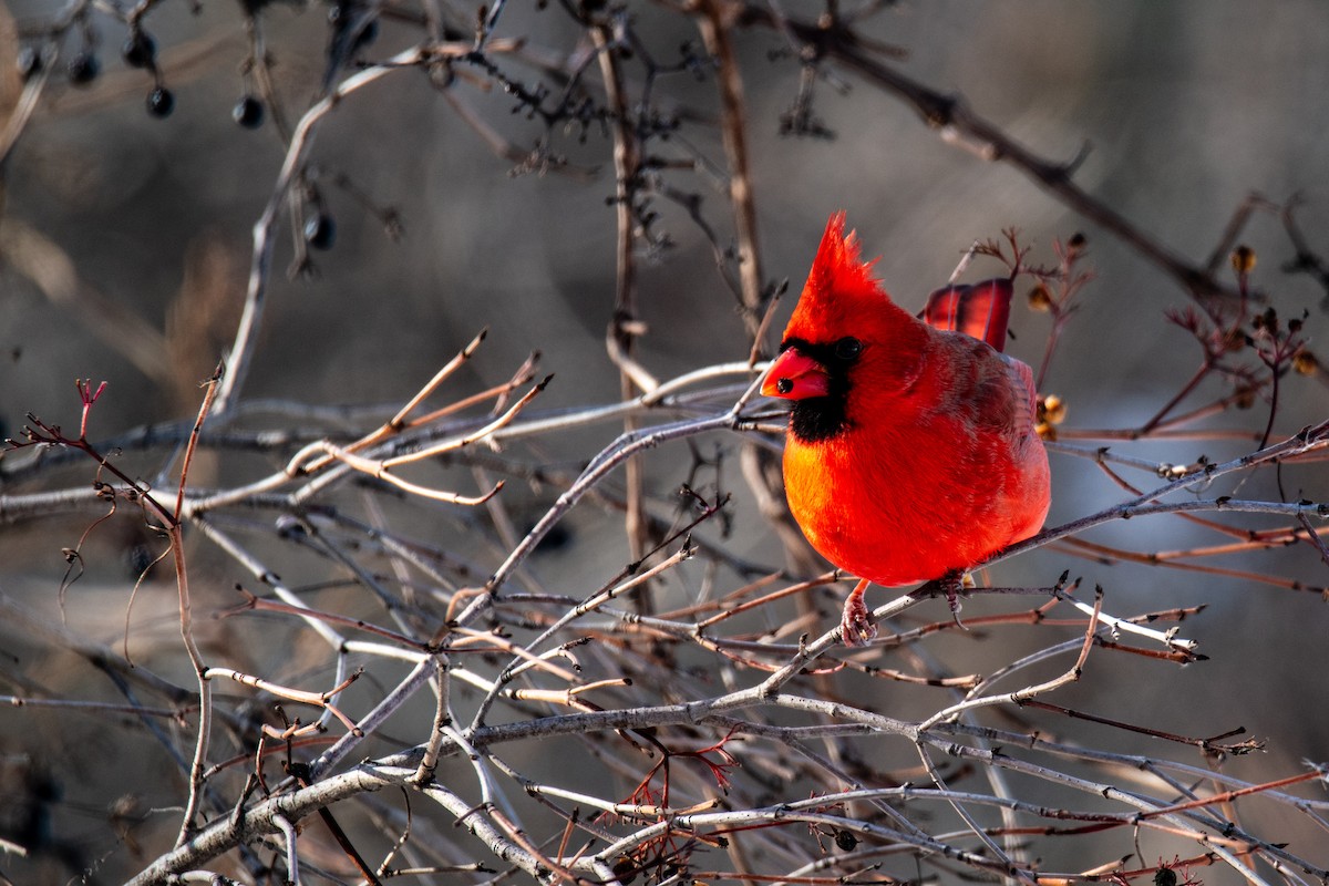 Northern Cardinal - ML627909041
