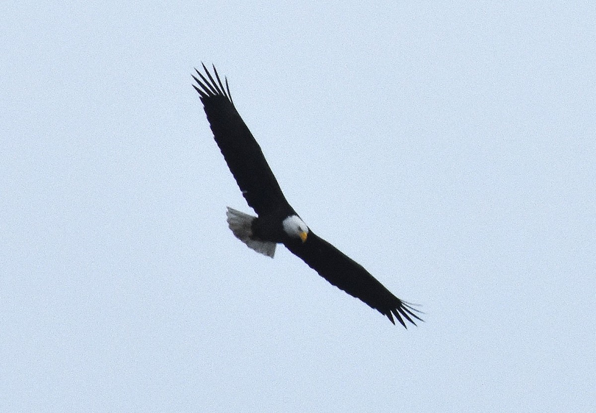Bald Eagle - ML627909055