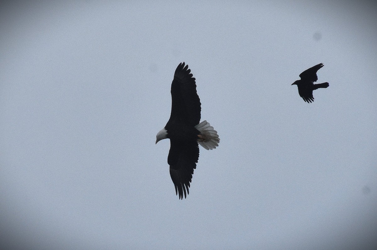 Bald Eagle - ML627909056