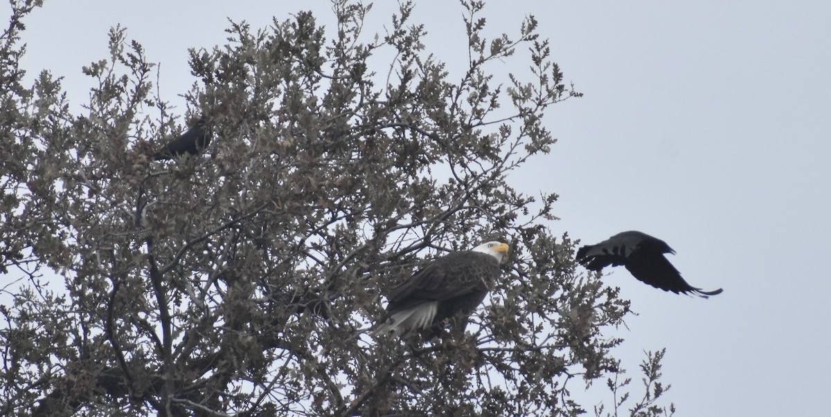 Bald Eagle - ML627909057