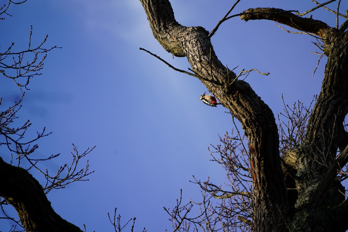 Great Spotted Woodpecker - ML627909149