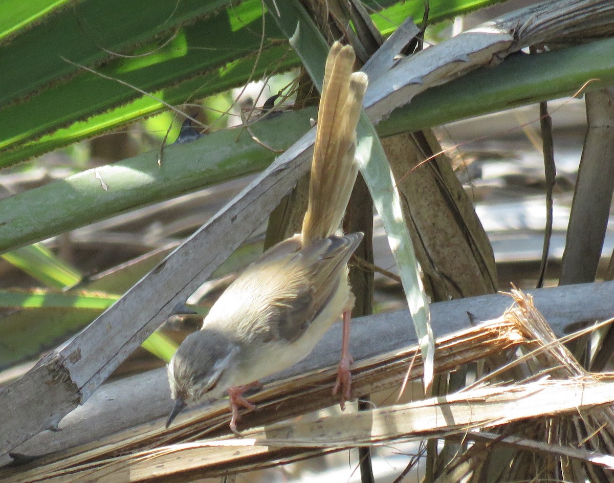 Tawny-flanked Prinia - ML627909199