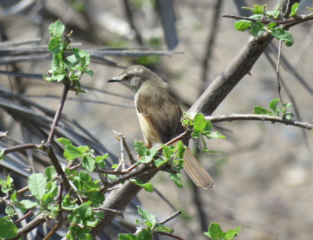 Tawny-flanked Prinia - ML627909200