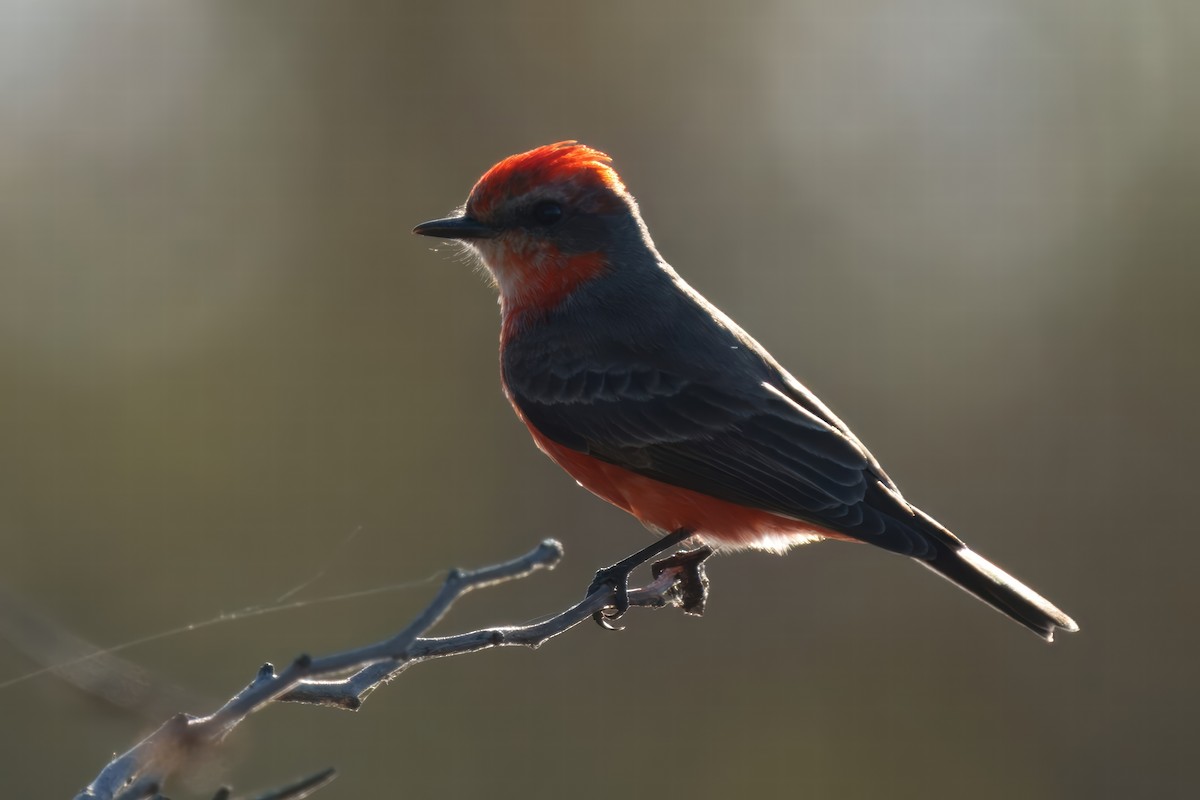 Vermilion Flycatcher - ML627909225