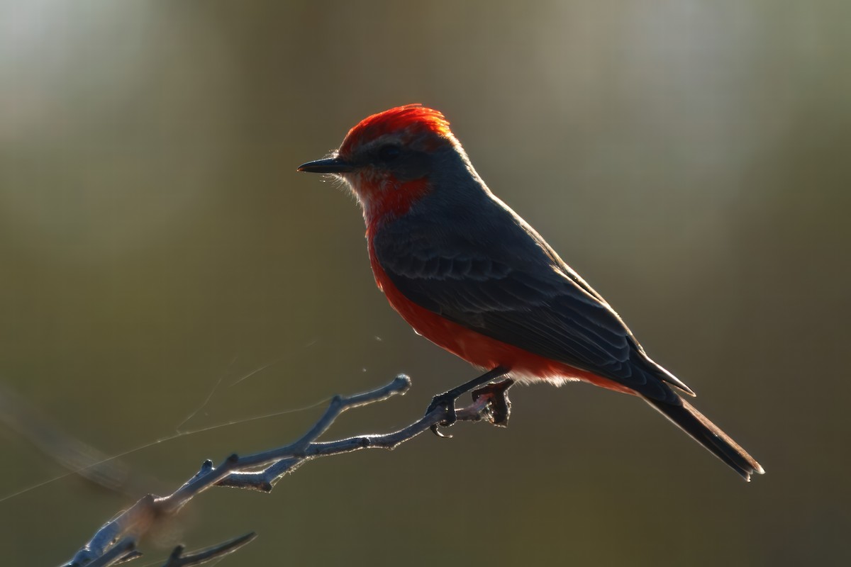 Vermilion Flycatcher - ML627909226