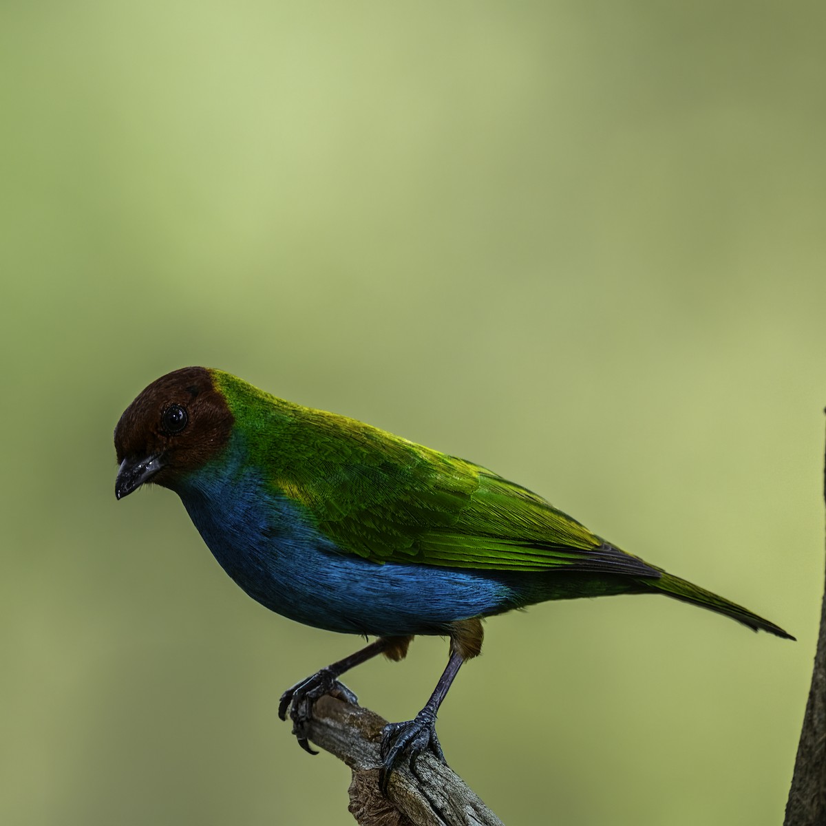 Bay-headed Tanager - ML627909234