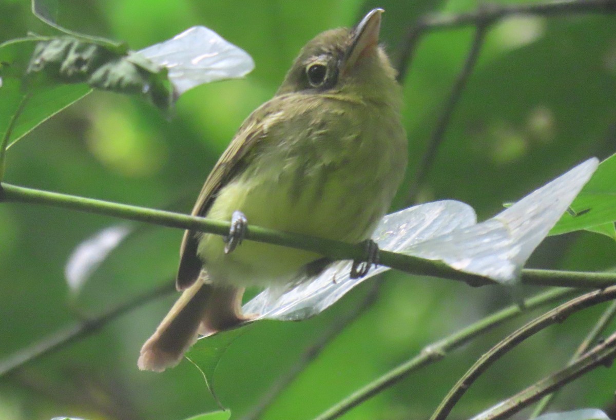 Western Olivaceous Flatbill - ML627909275